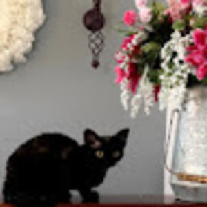 Meet your Posher, Kelly